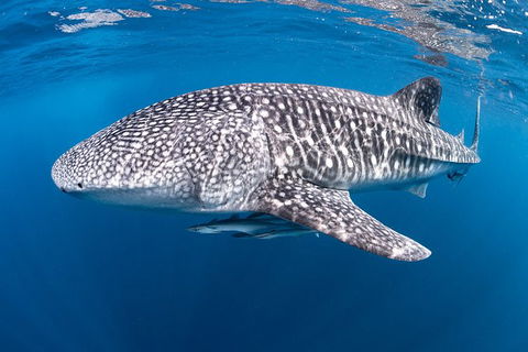 Full-Day Whale Sharks Swimming Experience On Ningaloo Reef - Attractions 14