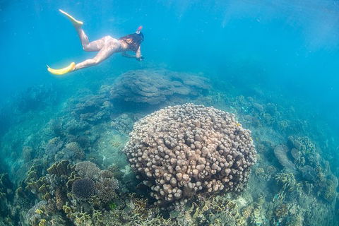 Full-Day Whale Sharks Swimming Experience On Ningaloo Reef - Attractions 6