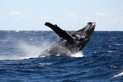Full-Day Whale Sharks Swimming Experience On Ningaloo Reef - Attractions 8