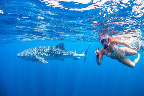 Full-Day Whale Sharks Swimming Experience On Ningaloo Reef - Attractions 17