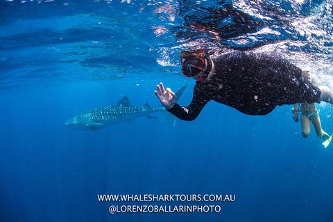 Full-Day Whale Sharks Swimming Experience On Ningaloo Reef - Attractions 2