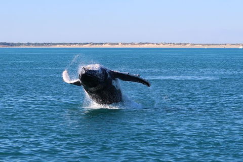 AOC Broome Whale Watching - Attractions 3