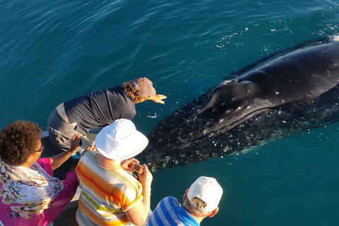 AOC Broome Whale Watching - Attractions 0