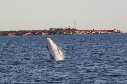 AOC Broome Whale Watching - Attractions 2