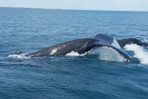 AOC Broome Whale Watching - Attractions 1