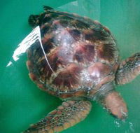 Australian Seabird Rescue - Attractions