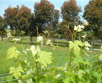 Book Alvie Accommodation Vacations See Attractions See Attractions