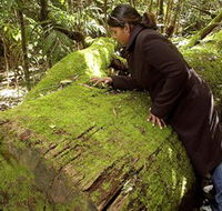 Washpool National Park - Washpool Walk - Attractions