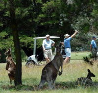 Glen Innes Golf Club - Attractions