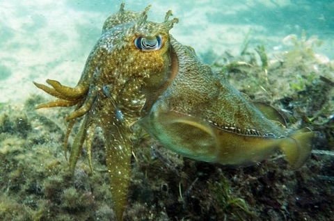 Busselton Jetty & Underwater Observatory Tour - Attractions 4
