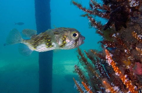 Busselton Jetty & Underwater Observatory Tour - Attractions 6