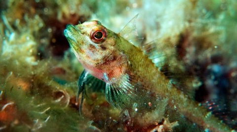 Busselton Jetty & Underwater Observatory Tour - Attractions 7