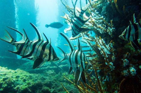Busselton Jetty & Underwater Observatory Tour - Attractions 8