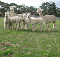 Blackgate Lodge Alpaca Stud - Attractions
