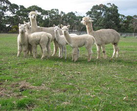 Blackgate Lodge Alpaca Stud - Attractions 0