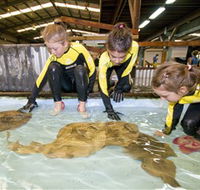 Australian Shark and Ray Centre - Attractions