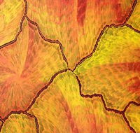 Red Desert Dreamings - Attractions