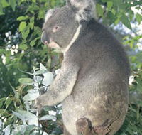 Whiteman Park - Attractions