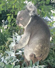 Whiteman Park - Attractions 0
