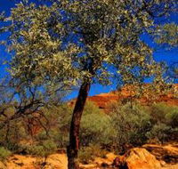 Mt Romance Australia Pty Ltd - Attractions