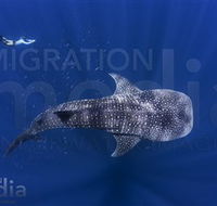 Migration Media - Attractions