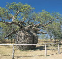 Boab Prison Tree - Attractions