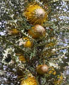 Narrogin WA Attractions