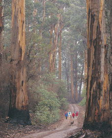 Pemberton WA Attractions