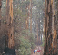 Beedelup National Park - Attractions