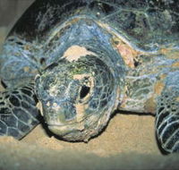 Turtle Nesting Season - Attractions