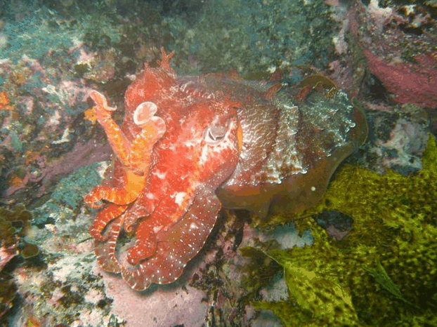 Jervis Bay Dive Charters - Attractions
