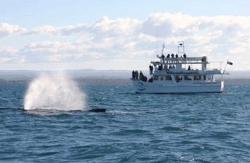Dolphin Watch Cruises - Attractions Las Vegas 0