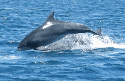 Dolphin Watch Cruises - Attractions Las Vegas 3