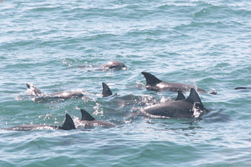 Dolphin Watch Cruises - Attractions Las Vegas 4