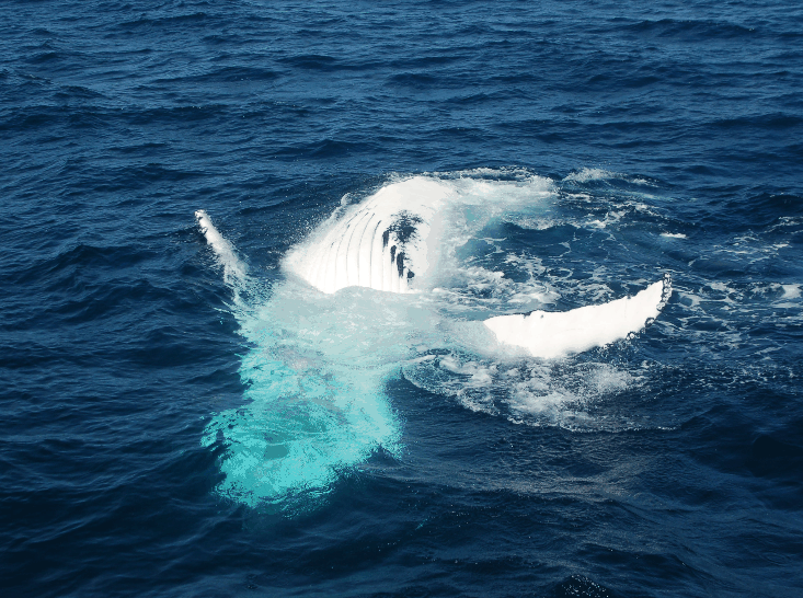 Dolphin Wild Cruises - Attractions