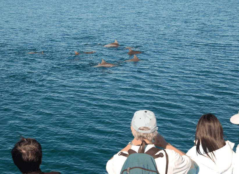 Dolphin Wild Cruises - See Attractions 3