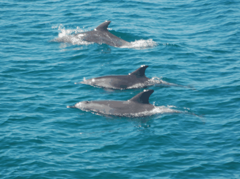 Dolphin Wild Cruises - See Attractions 5
