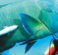Aristocat Snorkel and Scuba Port Douglas - Attractions