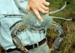 Whitsunday Crocodile Safari - Attractions