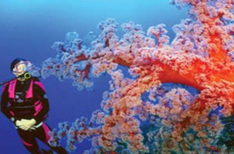 Mike Ball Dive Expeditions - Attractions 1