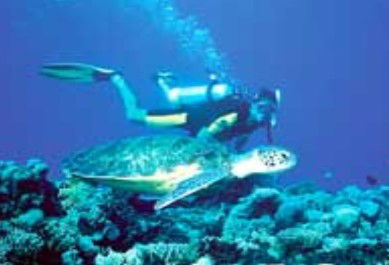 Poseidon Outer Reef Cruises - Attractions 1