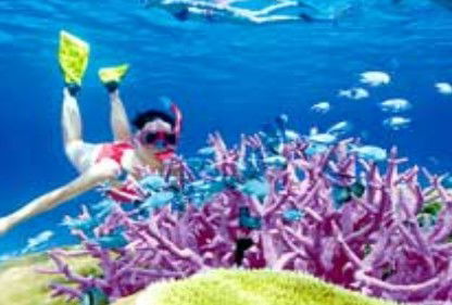 Poseidon Outer Reef Cruises - Attractions 2