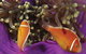 Spirit Of Freedom - thumb 3