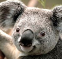 Wildlife Habitat - Attractions