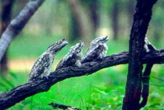 Arbouin QLD Attractions