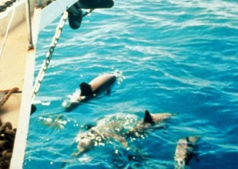 A Whitsunday Luxury Sailing Holiday - See Attractions 5