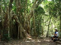 The Airlie Creek Track