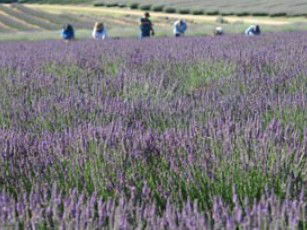 Aloomba Lavender - Attractions 1