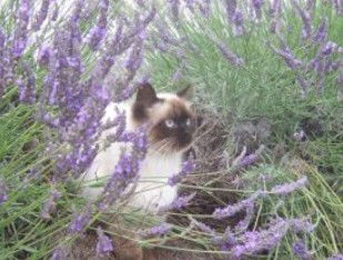 Aloomba Lavender - Attractions 2