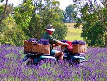 Aloomba Lavender - Attractions 4